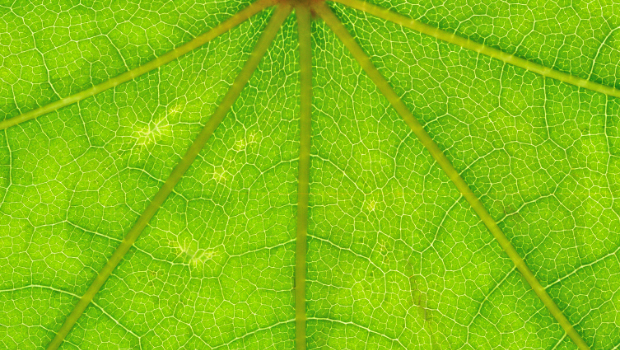 Leaf