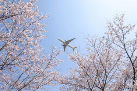 Japanese Blossoms